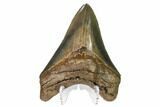 Serrated, Fossil Megalodon Tooth - Glossy Blade #159741-2